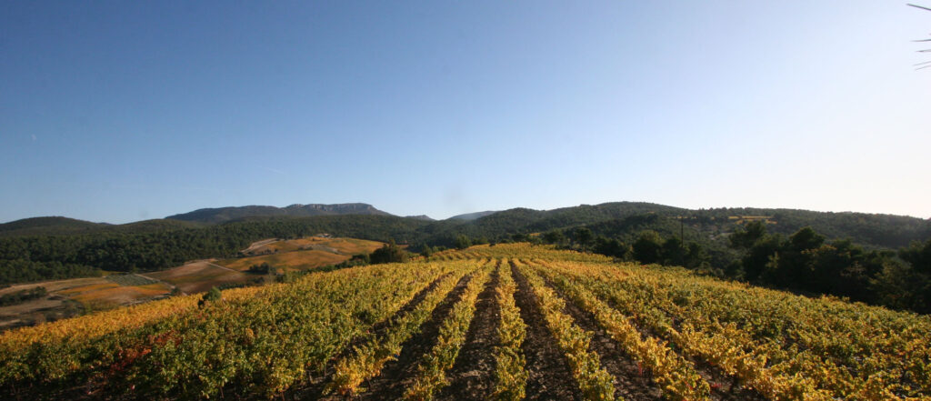 Grenache vines